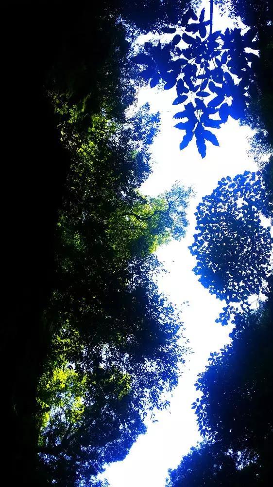 黎明杀机